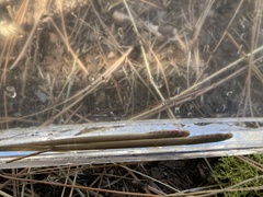 Entosphenus lethophagus