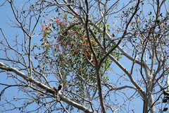 Loranthaceae