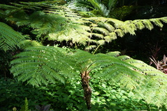 Alsophila spinulosa
