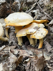 Cantharellus