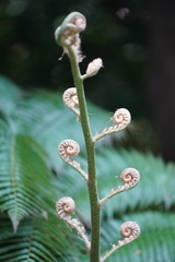 Alsophila spinulosa