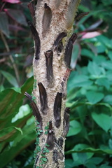 Alsophila spinulosa