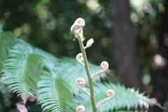 Alsophila spinulosa