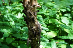 Alsophila spinulosa