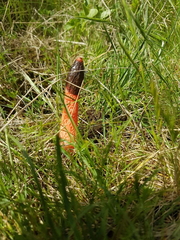 Phallus rubicundus