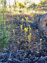Waitzia acuminata acuminata