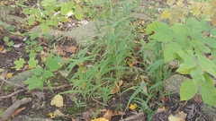 Muhlenbergia tenuiflora