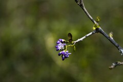 Ehretia rigida