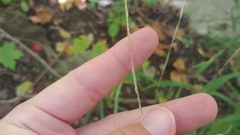 Muhlenbergia tenuiflora