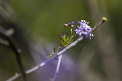 Ehretia rigida