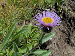 Erigeron alpinus