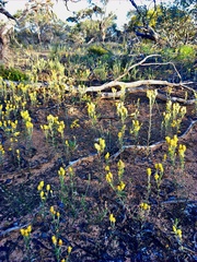 Waitzia acuminata acuminata