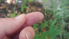 Muhlenbergia tenuiflora