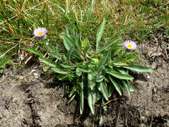 Erigeron alpinus