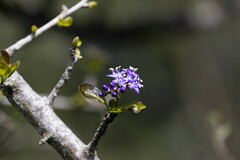 Ehretia rigida