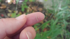 Muhlenbergia tenuiflora