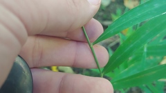 Muhlenbergia tenuiflora