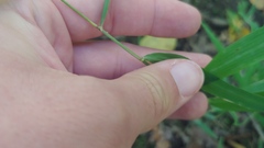 Muhlenbergia tenuiflora