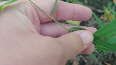 Muhlenbergia tenuiflora