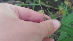 Muhlenbergia tenuiflora