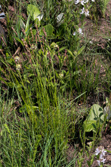 Eragrostis capensis