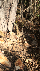 Varanus panoptes panoptes