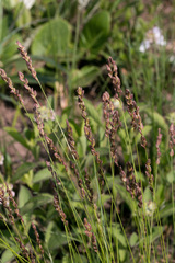 Eragrostis capensis