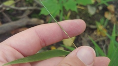 Muhlenbergia tenuiflora