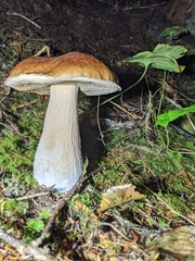 Boletus edulis