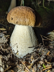 Boletus edulis