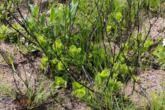 Eriosemopsis subanisophylla