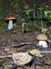 Boletus edulis