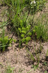 Eriosemopsis subanisophylla