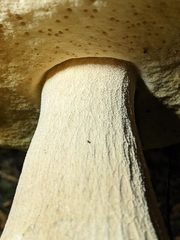 Boletus edulis