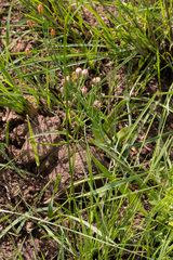 Eriospermum abyssinicum