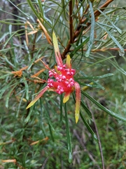 Lambertia formosa