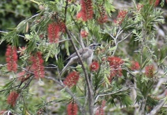 Philemon citreogularis