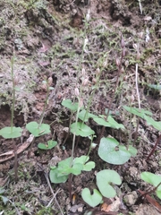 Acianthus sinclairii