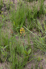 Eriospermum mackenii