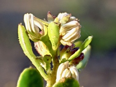 Dodonaea bursariifolia