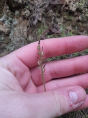 Acianthus sinclairii