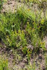 Eugenia albanensis