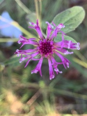 Vernonia acaulis