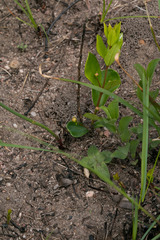 Eugenia albanensis