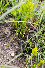Eugenia albanensis