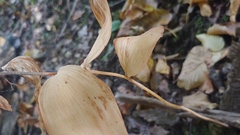 Polygonatum pubescens