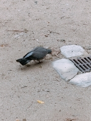 Columba palumbus
