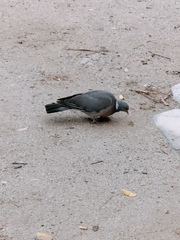 Columba palumbus