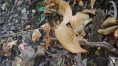 Polygonatum pubescens