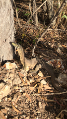 Varanus panoptes panoptes